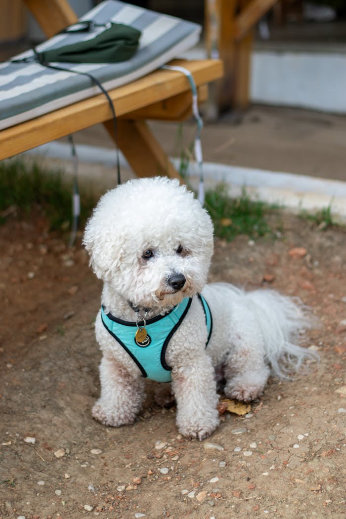Charming Bichon Frise dog sitting on the ground, wearing a blue harness outdoors. Perfect for pet lovers.