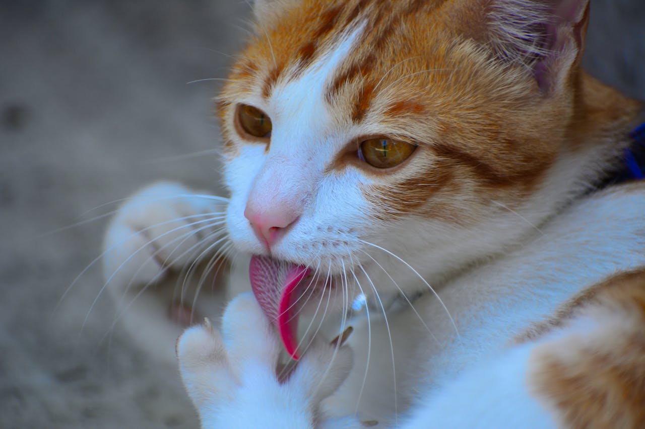 about-me Free stock photo of adult cat