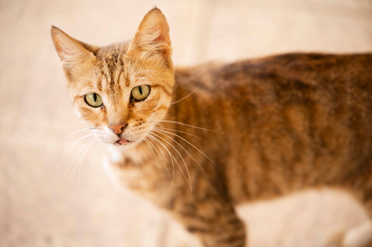 the-story close-up-portrait-of-a-curious-domestic-cat-34473384