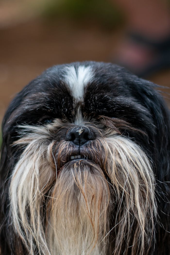 our-mission close-up-portrait-of-shih-tzu-with-long-fur-34440540