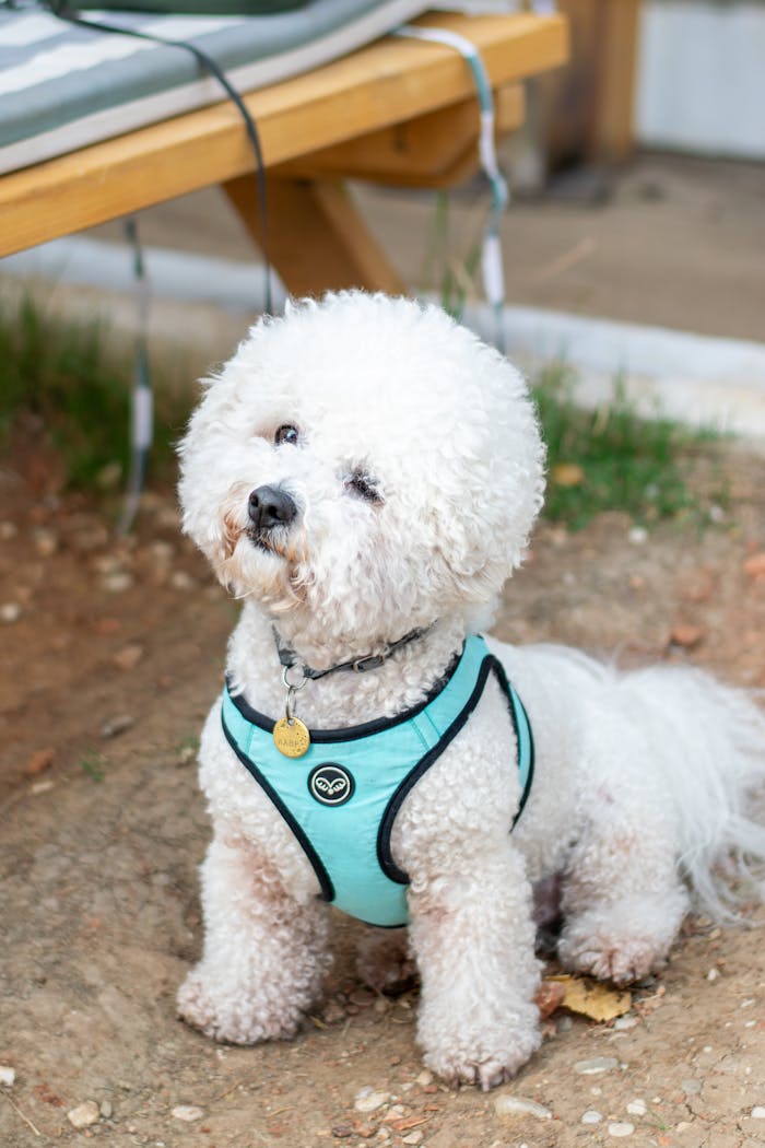 cute-bichon-frise-dog-in-a-blue-harness-outdoors-34471172