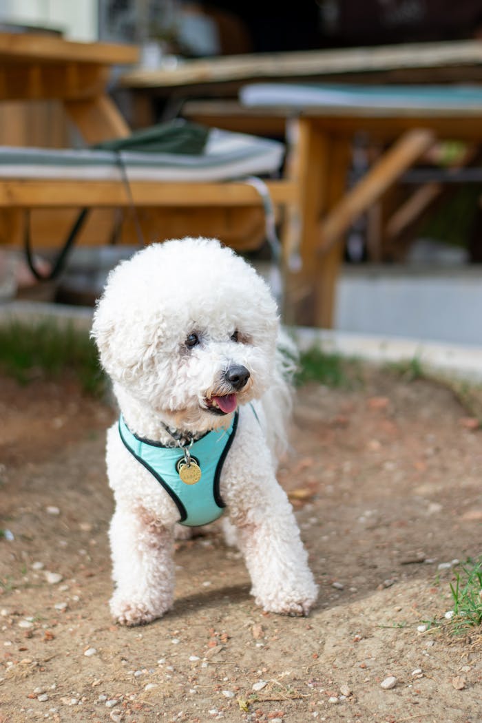 Adorable Bichon Frise dog enjoying a sunny day outdoors, wearing a turquoise harness.